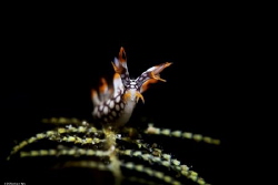 joy 
Location :Lembeh Indonesias
Canon 5dsr
Canon EF 1... by Yung Sen Wu 